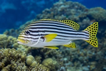 Plectorhynchus orientalis Itämainen gateriini