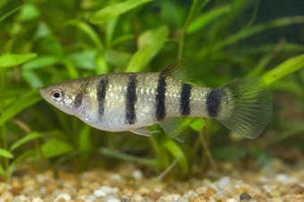 Poecilia nigrofasciata (Black Ray Poecilia)