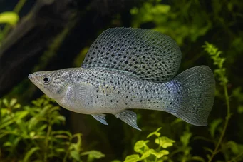 Poecilia velifera (Molly verho)