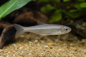 Poissonsus picus (Porc-eeppinen kala)