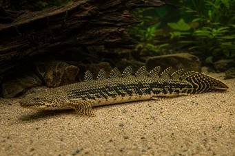 Polypterus ornatipinnis (Polypterus ornatipinnis)