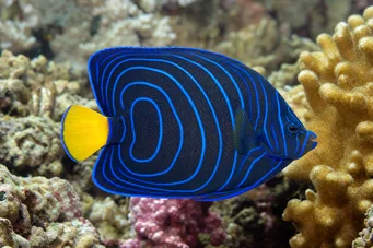 Pomacanthus annularis (Rengaskala)
