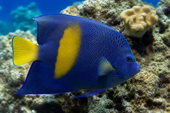 Pomacanthus maculosus (Enkelikala croissantissa)