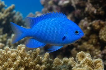Pomacentrus caeruleus (Sinivihreä nainen)