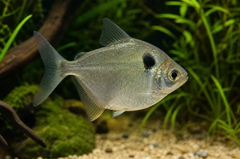 Poptella orbicularis (Merkkilevy)