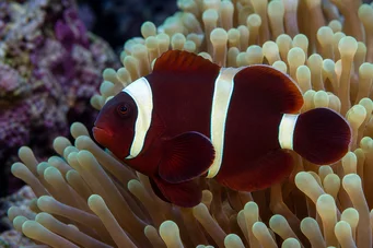 Premnas biaculeatus (Hankala pelle)