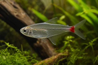Prionobrama filigera (Punainen lasillinen merkki)