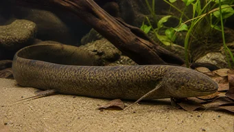 Protopterus annectens annectens Afrikkalainen dipneuste