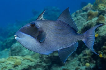 Pseudobalistes fuscus (Vermisoitu)