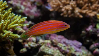 Pseudocheilinus hexataenia (Kuuden linjan labrum)