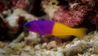 Pseudochromis paccagnellae Vanilja-fraise-kala