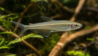 Pseudocorynopoma doriae (Leija)