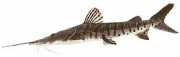 Pseudoplatystoma fasciat... Tiikeri