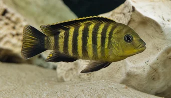 Pseudotropheus crabo (Pseudotropheus kameleontti)