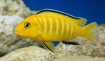 Pseudotropheus lombardoi (Pseudotropheus lombardo)