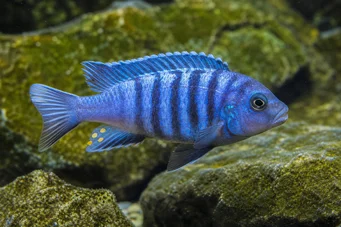 Pseudotropheus tropheops (Keltainen)