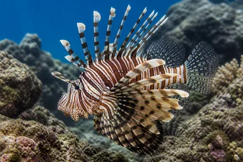 Pterois sphex (Havaiji pterois)