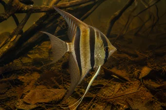 Pterophyllum altum