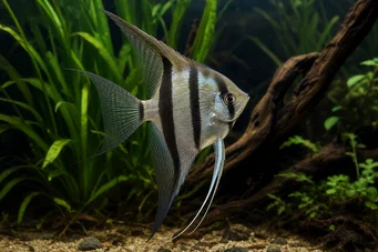 Pterophyllum scalare (Skalaari)