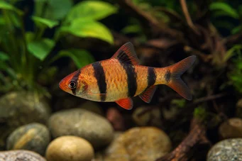 Puntius fasciatus Parrakas mansikka, parrakas tuli