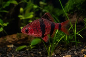 Puntius nigrofasciatus (Punainen pää parta, parrakas nigor)