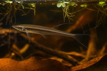 Pyrrhulina filamentosa (Pyrrhulina filamentosa)
