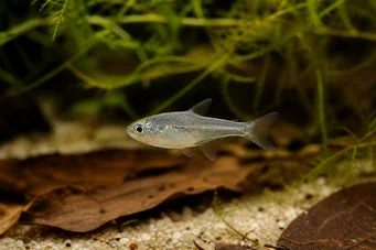 Rachoviscus graciliceps Graciili