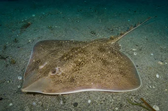 Raja clavata