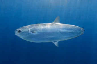 Ranzania typus (Mola typus)