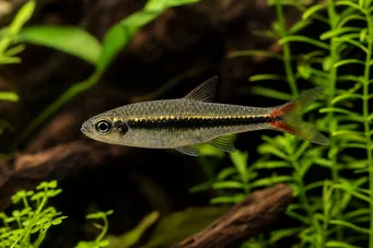 Rasbora borapetensis Puna
