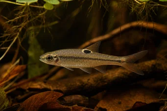 Rasbora dorsiocellata Rasbora Ocellessa