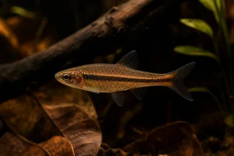 Rasbora kalachroma Rasboran pelle