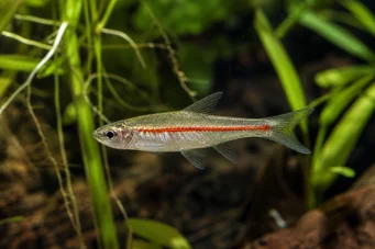 Rasbora pauciperforata Punainen linja Rasbora