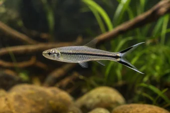 Rasbora trilineata Rasbora -sakset