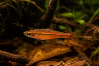 Rasbora vaterifloris Helmi