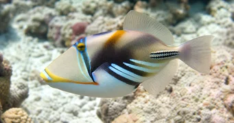 Rhinecanthus aculeatus (Ballistini)