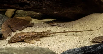 Rineloricaria Rinelorikaria
