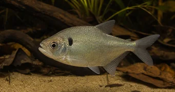 Roeboides descalvadensis Hunchback, pää Descalvadon alaosaan