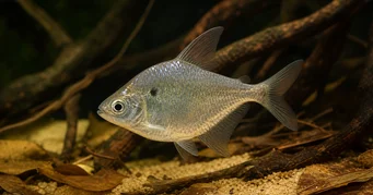 Roeboides meeki Lasitera