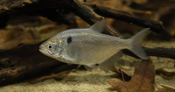 Roeboides paranensis Hunchback, pää Paraguayn alareunassa