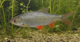 Rutilus rutilus Särki