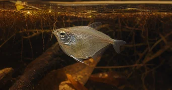 Saccoderma hastata (Sakkerma hastata)