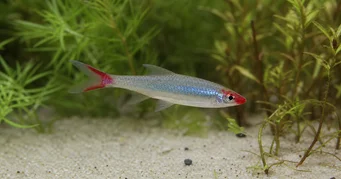 Sawbwa resplendens (SAWBWA REPPLENDENS)