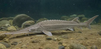 Scaphirhynchus platorhynchus (Alusta)
