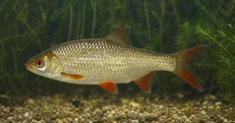 Scardinius erythrophthalmus (Kierto)