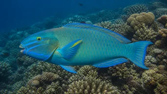 Scarus ghobban Puutavarakala