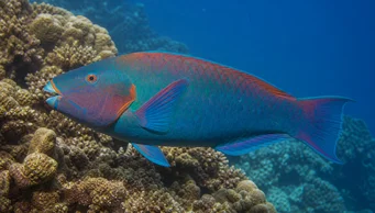 Scarus rubroviolaceus (Niitty)