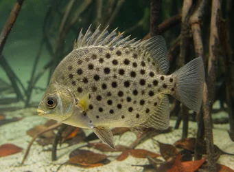 Scatophagus argus Salaus