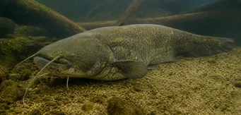 Silurus glanis Glane -monni / iso monni