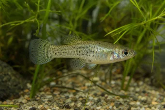Skiffia francesae x multipunctatus (Skiffia francesae x multiNctatus)
